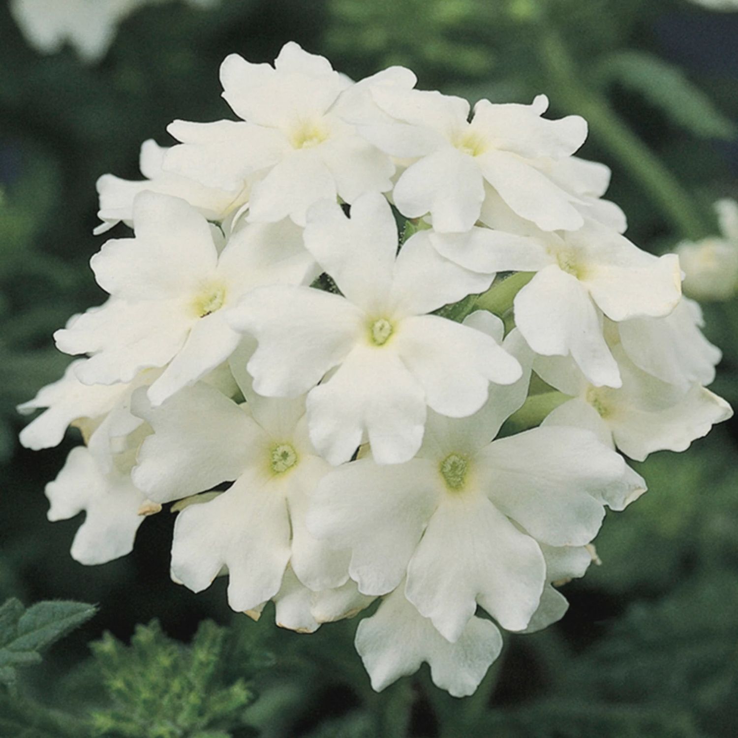 Verbena Obsession White 4 pk