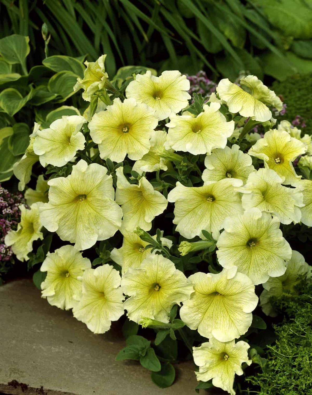 Prism Sunshine Petunia