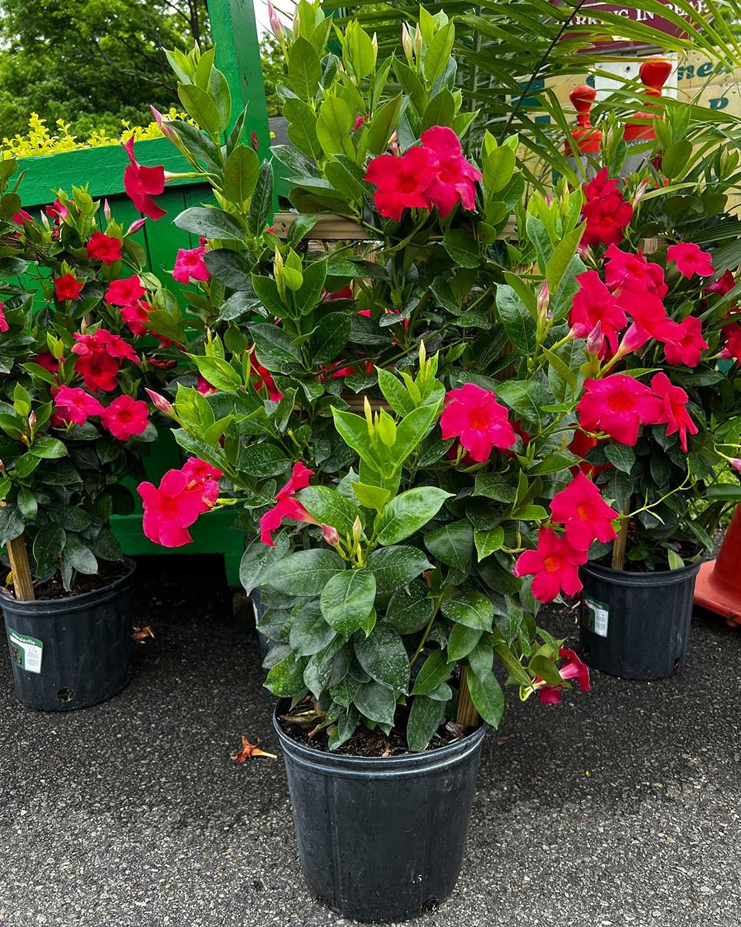 Mandevilla 6"