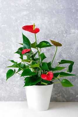 Anthurium 4"