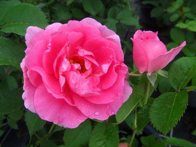 Rosa x 'Morden Centennial' Morden Centennial Rose