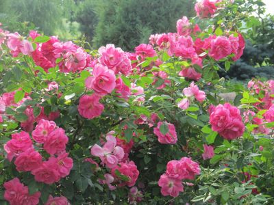 Rosa x 'Felix Leclerc' Felix Leclerc Rose