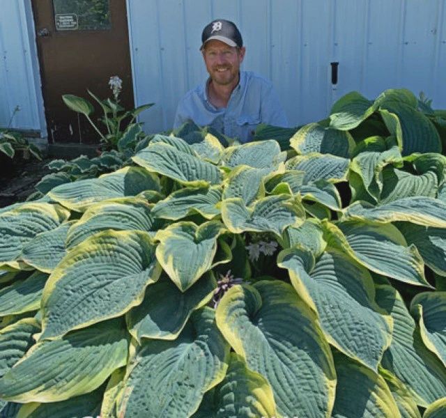 Hosta 'Gigantosaurus' Gigantosaurus Hosta