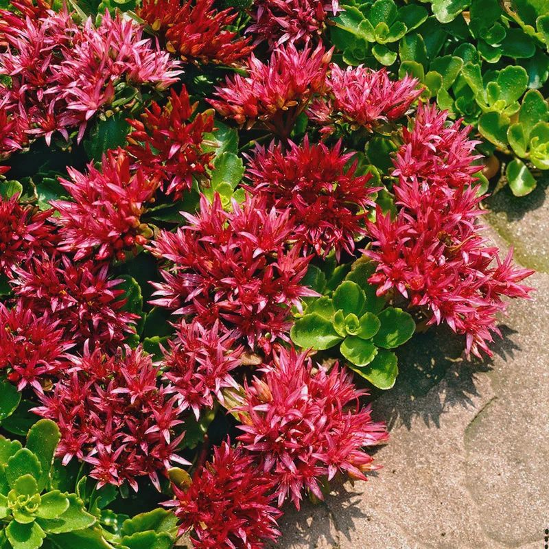 Sedum spurium 'Dragon's Blood' Dragon's Blood Stonecrop