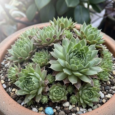 Sempervivum tectorum 'Neptune' Neptune Hens and Chicks