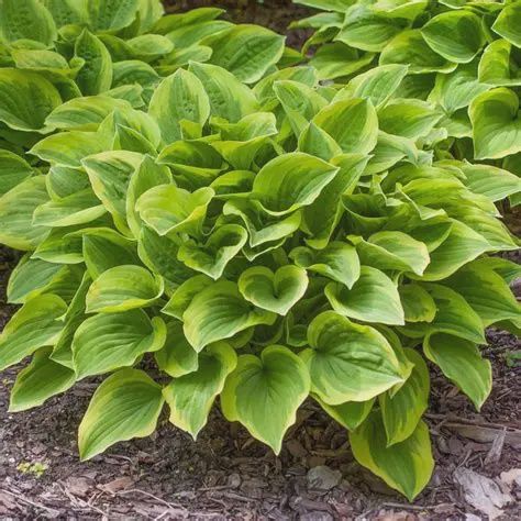 Hosta x 'Golden Tiara' Golden Tiara Hosta