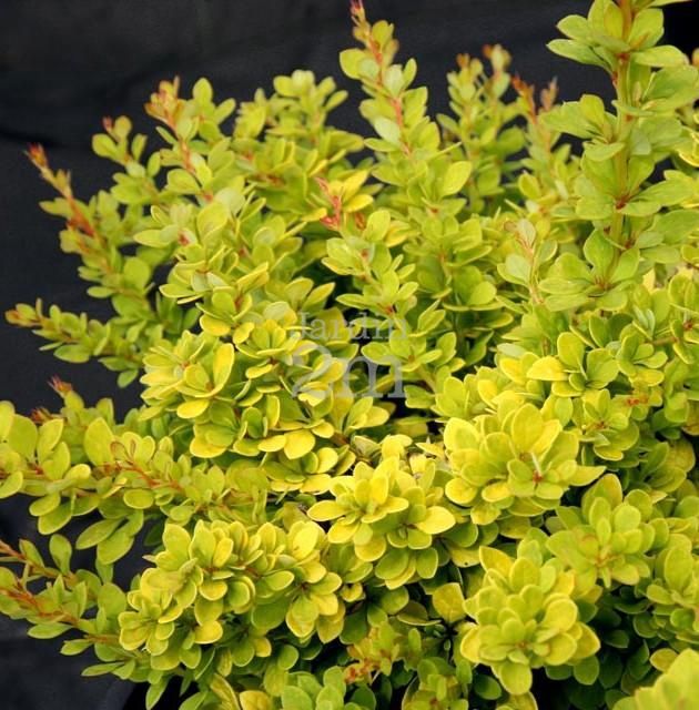 Berberis thunbergii 'Sunsation®' Sunsation® Barberry