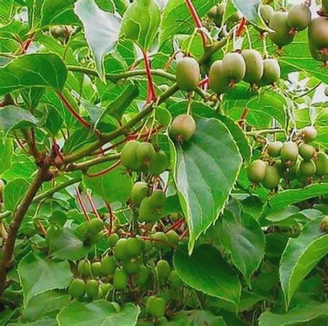 Actinidia arguta 'Issai' Issai Hardy Kiwi