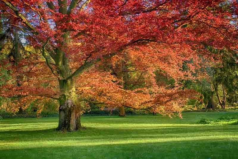 Quercus rubra Red Oak