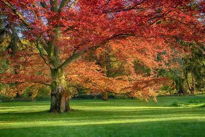 Quercus rubra Red Oak