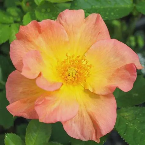 Rosa 'Morden Sunrise' Morden Sunrise Rose