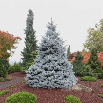 Picea pungens Monty® Monty® Blue Spruce