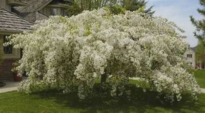 Malus x 'Jade Cascade' Jade Cascade Weeping Crabapple