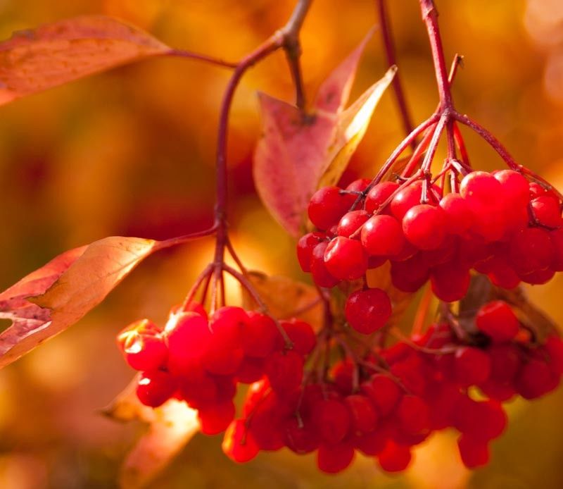 Viburnum trilobum 'Redwing™' Redwing™ American Cranberry