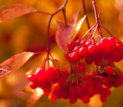 Viburnum trilobum 'Redwing™' Redwing™ American Cranberry