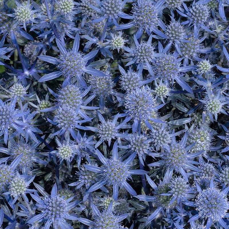 Eryngium planum Blue Glitter Blue Glitter Sea Holly