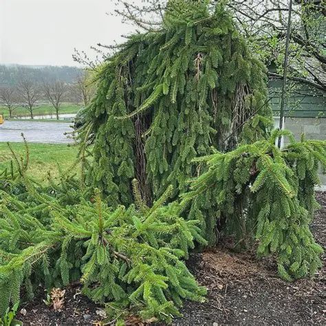 Picea abies 'Pendula' Weeping Norway Spruce