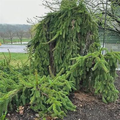 Picea abies 'Pendula' Weeping Norway Spruce
