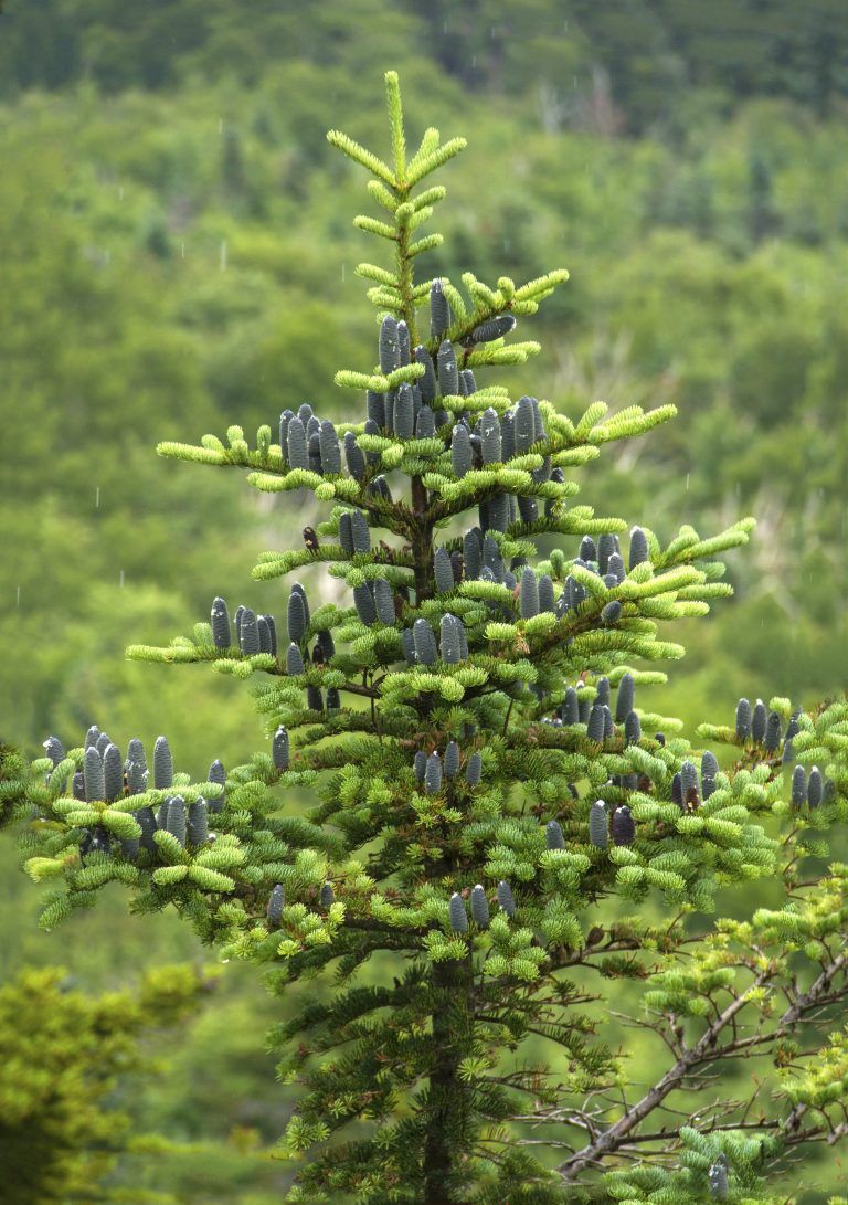 Abies balsamea (NN) Balsam Fir (NN)