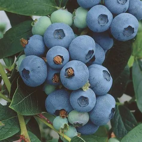 Vaccinum 'Northsky' Northsky Blueberry