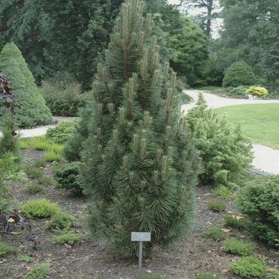 Pinus mugo 'Columnaris' Columnar Mugo Pine