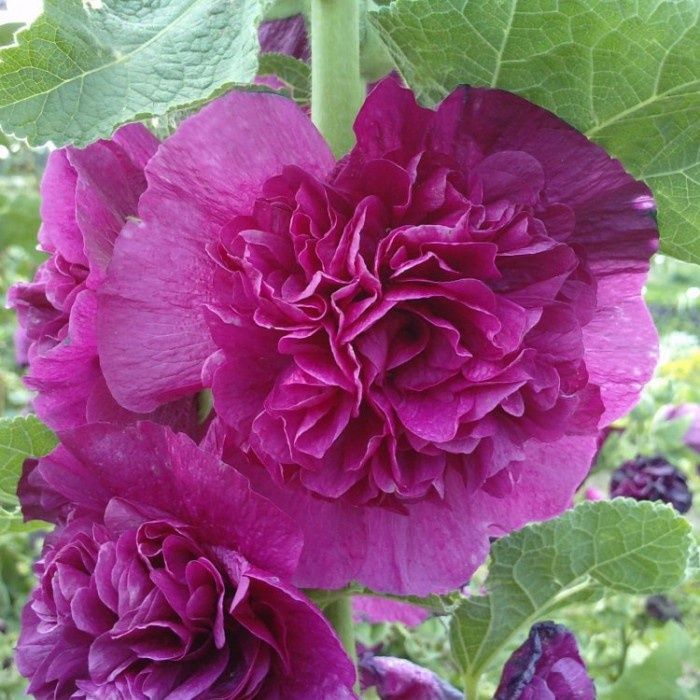 Alcea rosea Chaters Double Purple Chaters Double Purple Hollyhock