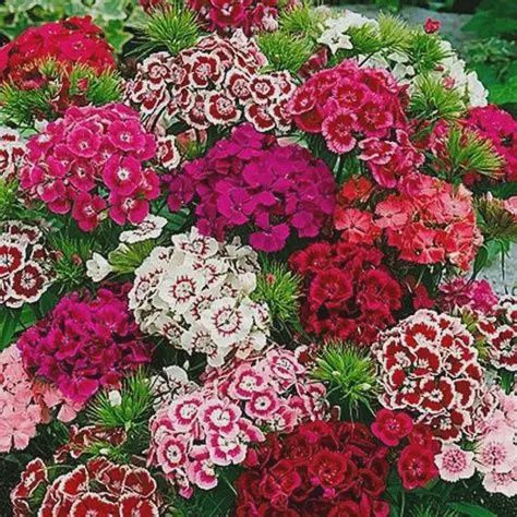 Dianthus Barbarini Mix Sweet William