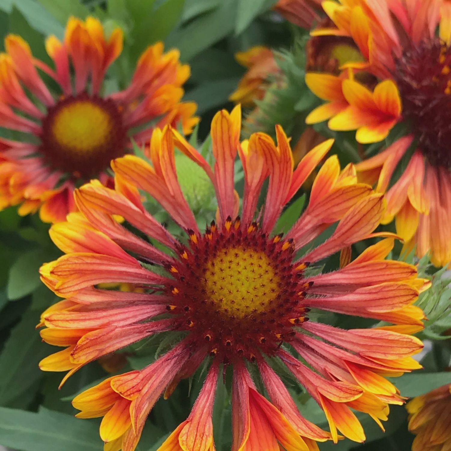 Gaillardia artista SpinTop Mariachi Copper Sun SpinTop Mariachi Copper Sun Blanket Flower