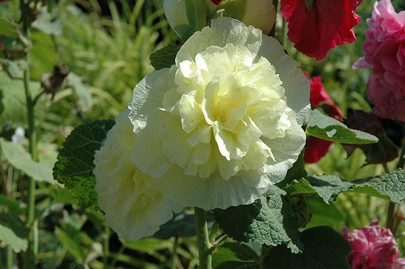 Alcea rosea Chaters Dbl. Yellow Dbl. Yellow Hollyhock