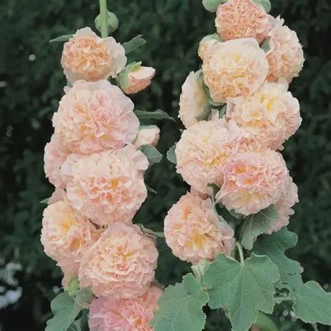 Alcea rosea Chaters Double Salmon Pink Chaters Double Salmon Pink Hollyhock