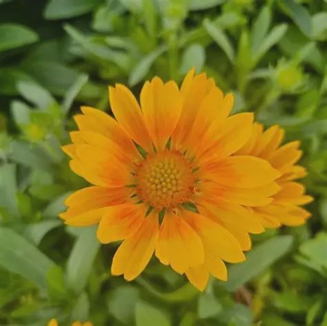 Gaillardia artista 'SpinTop Mango SpinTop Mango Blanket Flower