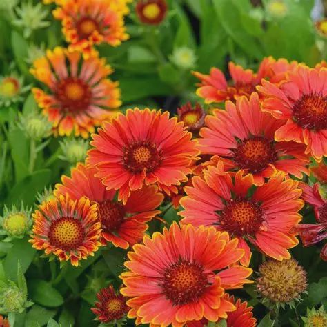 Gaillardia artista SpinTop Mariachi Starburst SpinTop Mariachi Starburst Blanket Flower