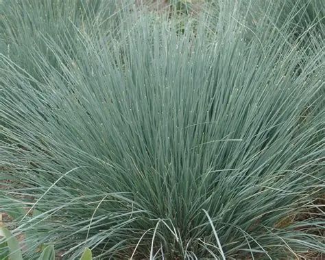 Helictotrichon sempervirens Blue Oat Grass