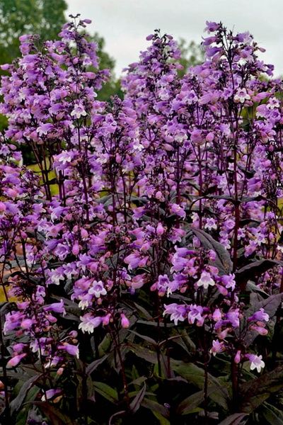 Penstemon 'Midnight Masquerade' Midnight Masquerade Beard-tongue