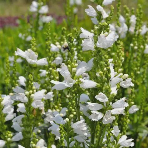 Physostegia 'Miss Manners' Miss Manners Obedient