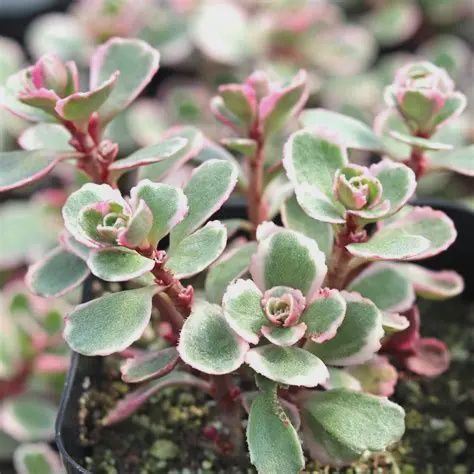 Sedum spurium Tricolor Tricolor Dragon's Blood Stonecrop