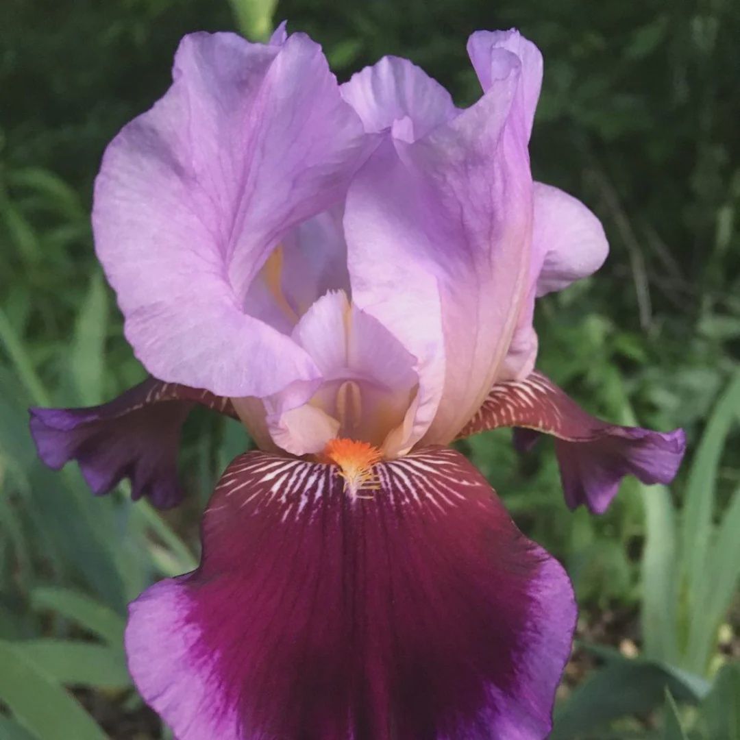 Iris germanica 'Wine and Roses' Wine and Roses Iris