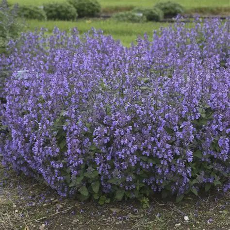 Nepeta 'Picture Purrfect' Picture Purrfect Catmint