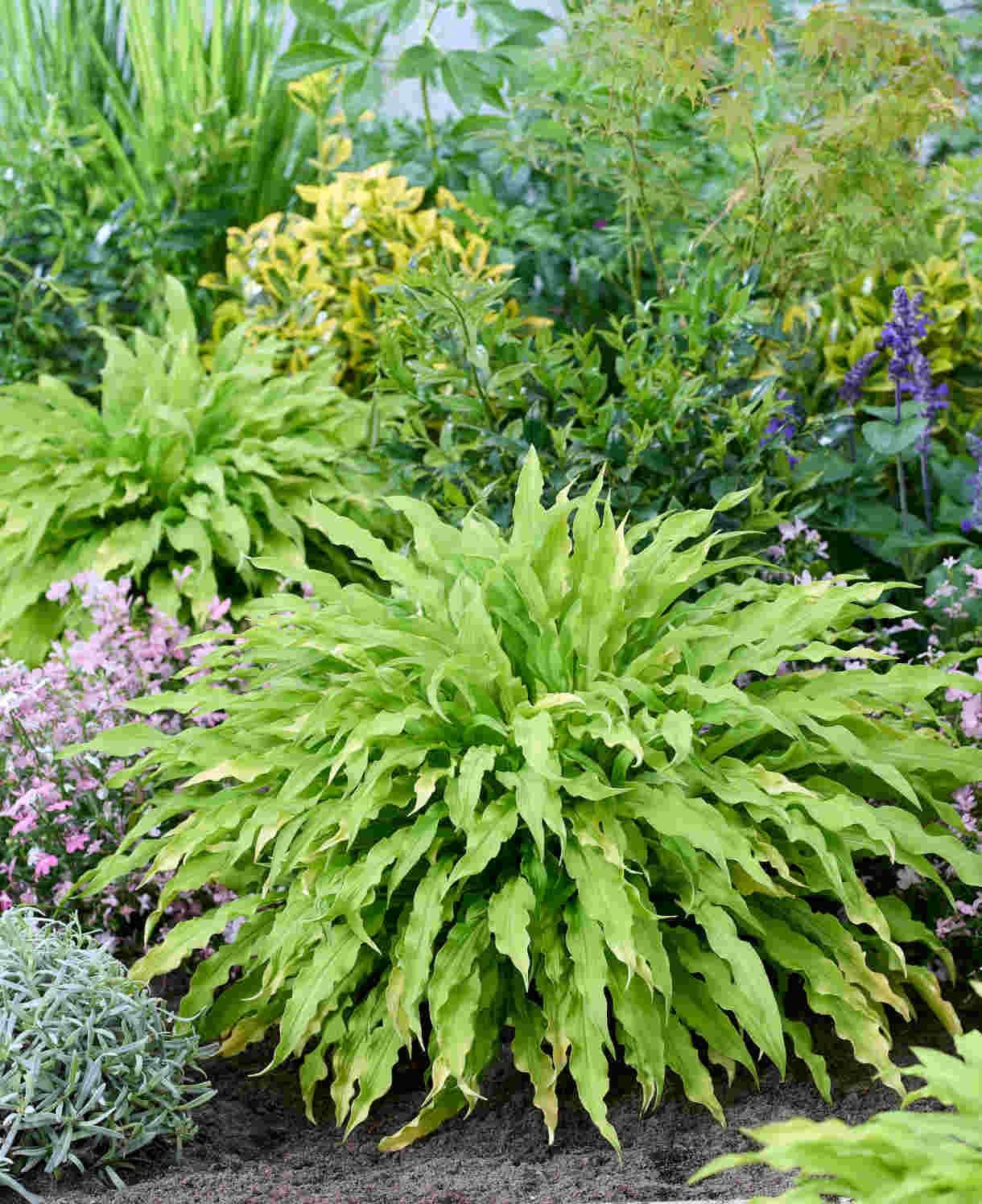 Hosta 'Party Streamers' Party Streamers Hosta