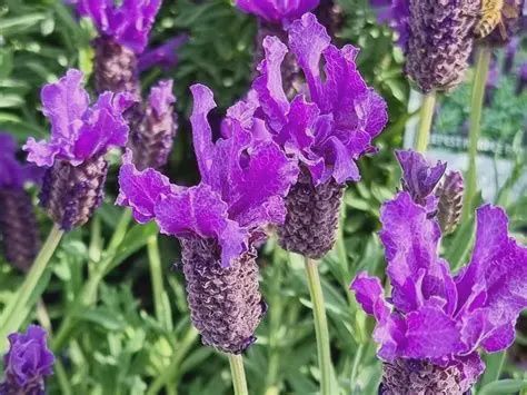Lavandula pedunculata Lavinnova® 'Intense Purple' Intense Purple Spanish Lavender