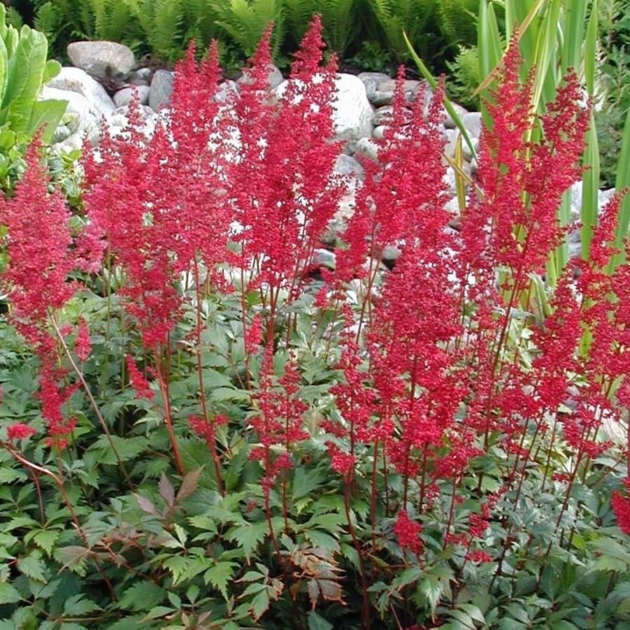 Astilbe arendsii 'Fanal' Fanal Astilbe