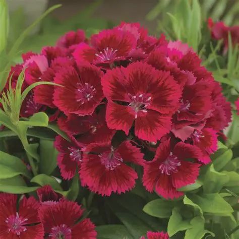 Dianthus Everlast™ Red 6"