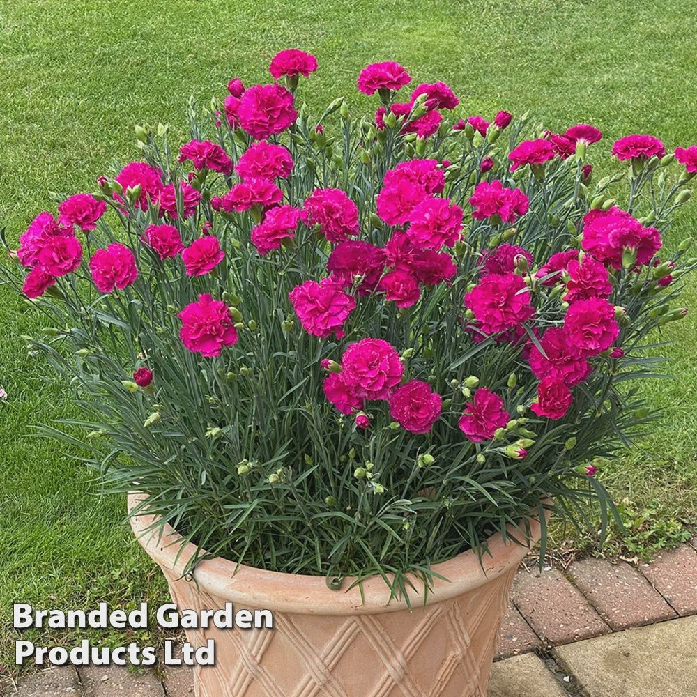Dianthus Everlast™ Neon Pink (White Pot) 6"