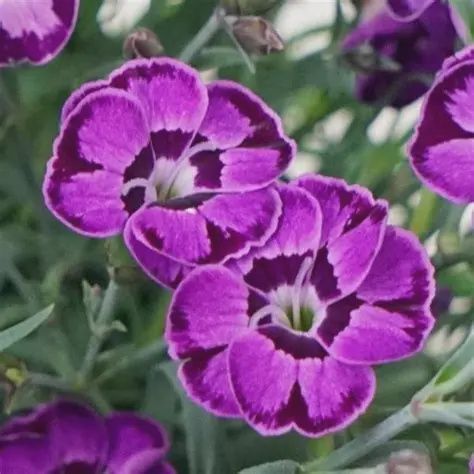 Dianthus Everlast™ Violet Blue 6"