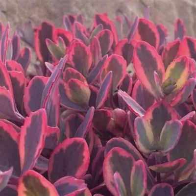 Sedum SunSparkler® 'Dazzling Dynamite' Dazzling Dynamite Stonecrop