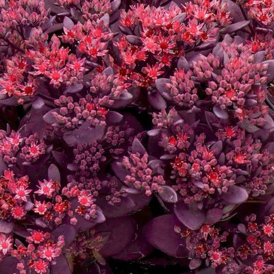 Sedum SunSparkler® 'Firecracker' Firecracker Stonecrop