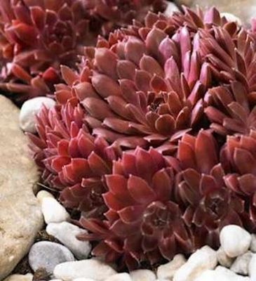 Sempervivum Colorockz® 'Coral Red' Coral Red Hens and Chicks