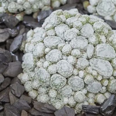 Sempervivum Colourockz® 'Arctic White' Arctic White Hens and Chicks