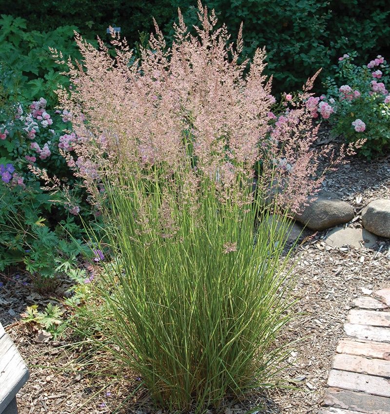Calamagrostis x acutiflora 'Overdam' Overdam Feather Reed Grass