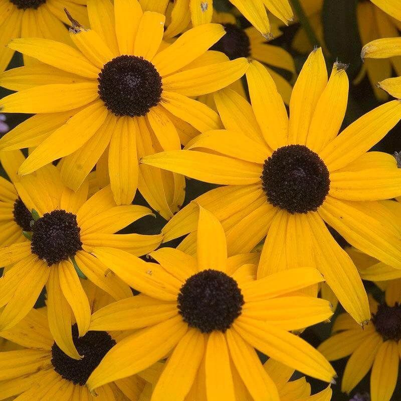 Rudbeckia 'Goldsturm' Goldsturm' Black Eyed Susan